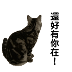 美國短毛貓-Mina(1)