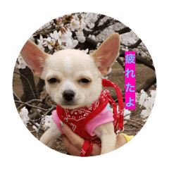 Ryuki_20190328223809