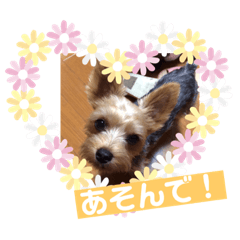 tommy_20190328231700