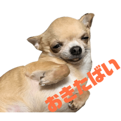 fukuoka chihuahua