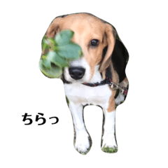 dog_20190401002001