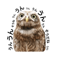 Saori_20190324225031