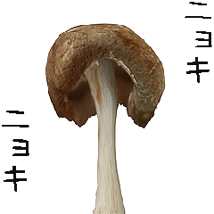 Moving Shiitake Mushroom