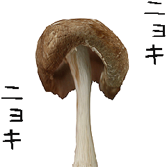 Moving Shiitake Mushroom