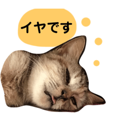 HANA_20190329145841