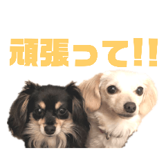 Charlie_20190402012227