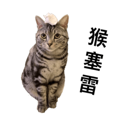 美國短毛貓-Mina(2)