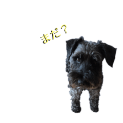roko_20190402024647