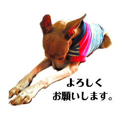 Italian Greyhound(Tara)