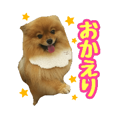 Pomeranianmocoo