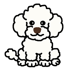 Daily life with toy poodle (white)