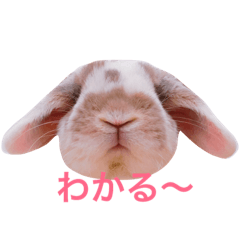 my rabbit stamp
