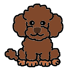 Daily life with toy poodle (red)