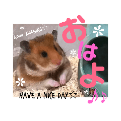 my cute hamsters(Lv.4)