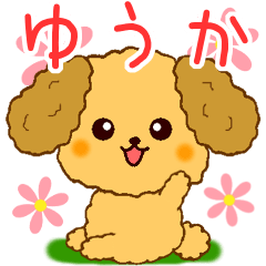 Only for Toy Poodle everyday Yuuka