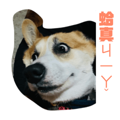 我是柯基 不是米腸