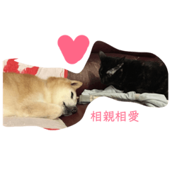 赤柴x玳瑁貓x日常