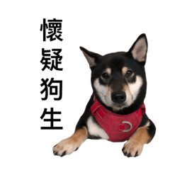 Black shiba inu Dowu goes to work