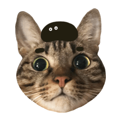 Heimi Cat II-Emoji