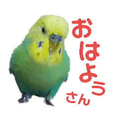 かわいいセキセイインコのピーコ4 Line スタンプ Line Store かわいいセキセイインコのピーコ4 Line スタンプ Line Store