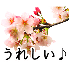 A floral message! Cherry Blossoms Part2