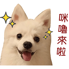 Miru Pomeranian dog - Daily life version