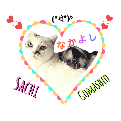 Sachi*Gomashio2