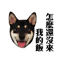 Black shiba inu named Dowu