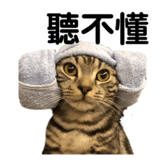 美國短毛貓-Mina(3)