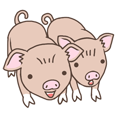 Daily use : Cute micro pig (mini pig)