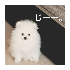pi_20190331171944