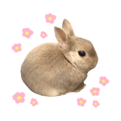 rabbit_maru