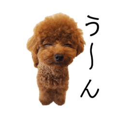 brown poodle daily words pic ver.