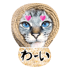 Cat Belle with positive mood (Japanese)