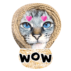 Cat Belle with positive mood (English)