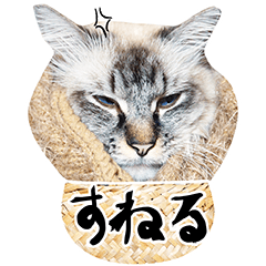 Cat Belle with negative mood (Japanese)