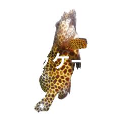 It is a stamp of fish of Okinawa