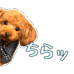 Cute Toy poodle Everyday.Part2