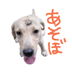 Labrador Takuma blood donor dog vol.1
