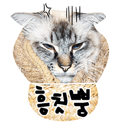 ネガティブムードの猫ベルちゃん (韓国語)