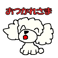 White toy poodle! Daily conversation.