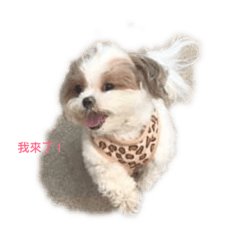 3 sambao