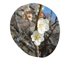 Plum and cherry blossom