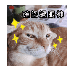 橘橘話很多(ˊᵕˋ)