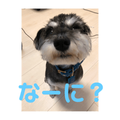 mame_Schnauzer