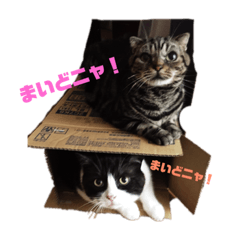 Pretty Cat Amane