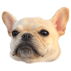 Boo_20190406050844