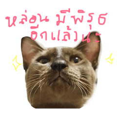 Chaipoe Burmese Cat (Brown Cat)