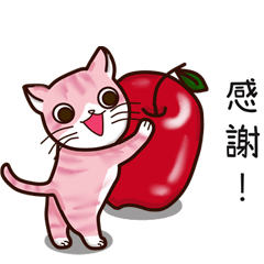 loving apple cat