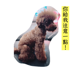 貴賓家族❤️